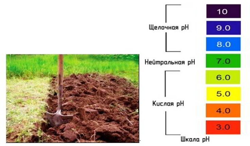 Как понять какая почва. Как определить кислую почву. PH почвы. Кислотность почвы. РН кислой почвы.