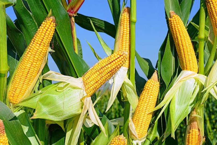 Ценность кукурузы как сельскохозяйственной культуры