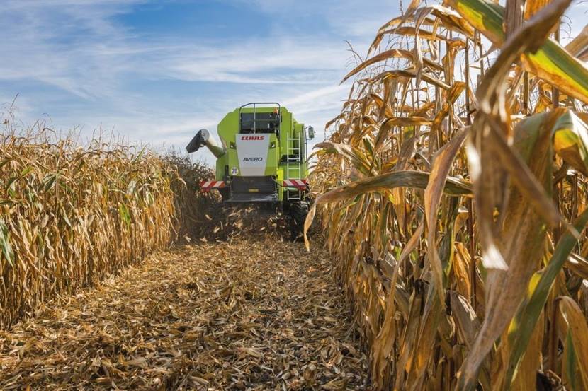 Технологические процессы возделывания кукурузы
