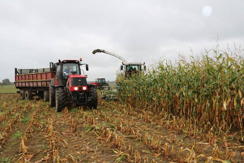 Особенности уборки кукурузы на силос и зерно
