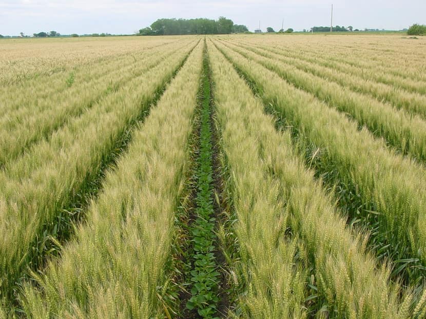 Общие этапы возделывания зерновых культур